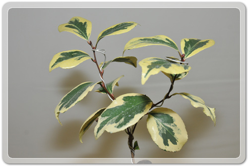 905774942380d2cc381b455af02bab48_1462716