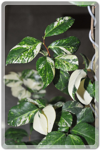 905774942380d2cc381b455af02bab48_1462716