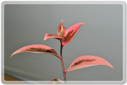 905774942380d2cc381b455af02bab48_1462716