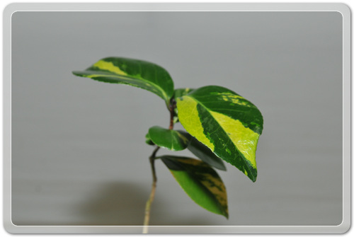 905774942380d2cc381b455af02bab48_1462716