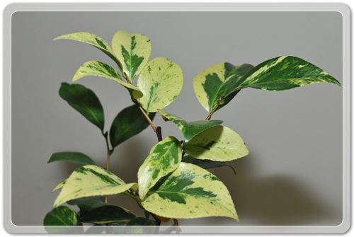 905774942380d2cc381b455af02bab48_1462716