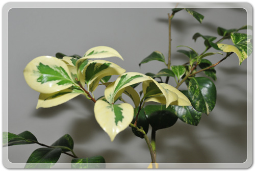 905774942380d2cc381b455af02bab48_1462716