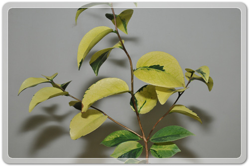 905774942380d2cc381b455af02bab48_1462716