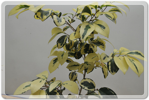 905774942380d2cc381b455af02bab48_1462716