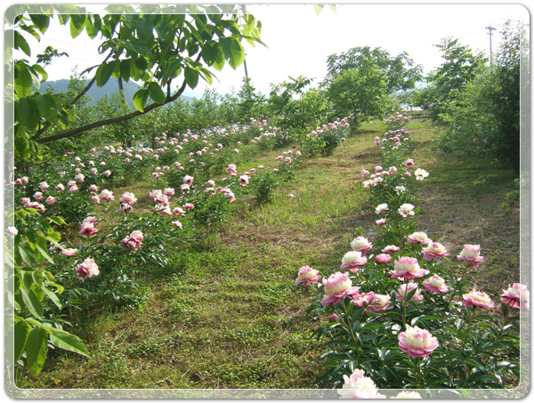 a609509fa4cd595add3134f0b2f8fb32_1463140