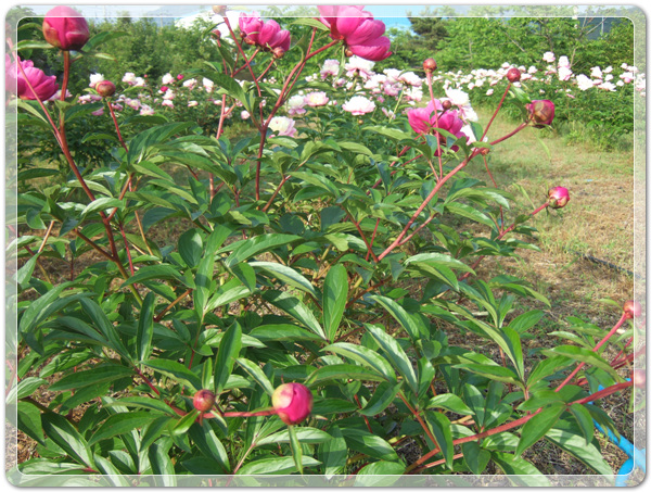 a609509fa4cd595add3134f0b2f8fb32_1463140