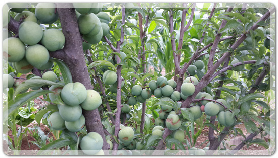 7b4db819e5a65de4b6d5083454c5c766_1466255