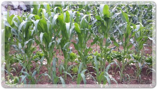 7b4db819e5a65de4b6d5083454c5c766_1466255