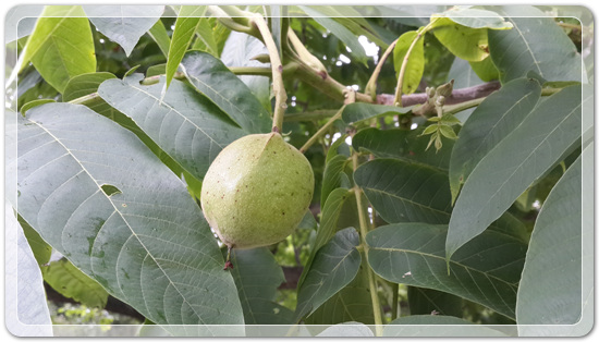 7b4db819e5a65de4b6d5083454c5c766_1466255