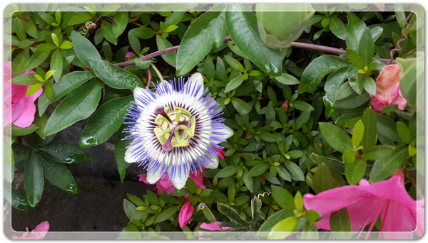 da7cb074226c1ceb9931bbbd6ddddec2_1465166