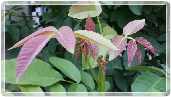 da7cb074226c1ceb9931bbbd6ddddec2_1465166