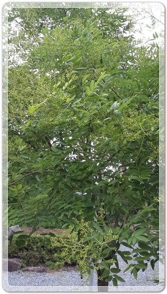 1bcdd70aea21d392cf8be3a3ea046752_1468150