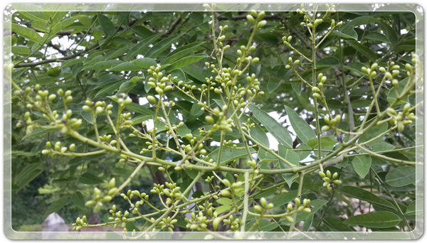 1bcdd70aea21d392cf8be3a3ea046752_1468150