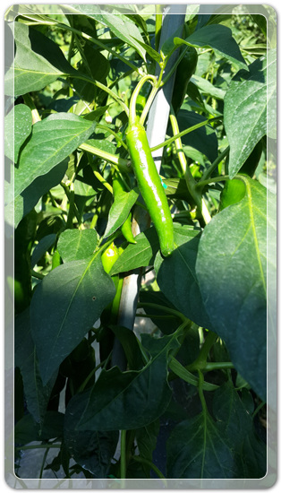 37b9c62966e01ec225ecbb6d908daec2_1469786