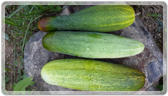 37b9c62966e01ec225ecbb6d908daec2_1469786