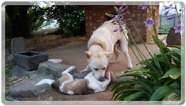 37b9c62966e01ec225ecbb6d908daec2_1469789