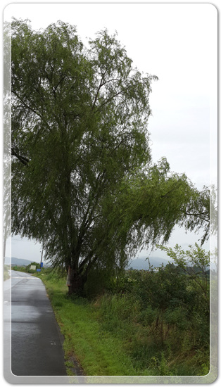 59dbf7d51a5f3d2777dfc192bcaff4df_1467466