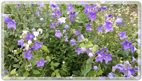 ef3288f95bc3eed80fff45fcf5d3d69d_1467632