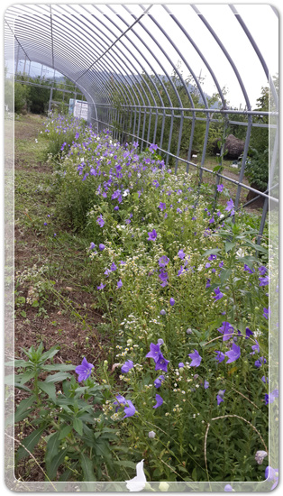 ef3288f95bc3eed80fff45fcf5d3d69d_1467632