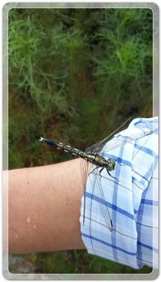 18f653dd63702647f3a44ce9fa1e1a1d_1471516