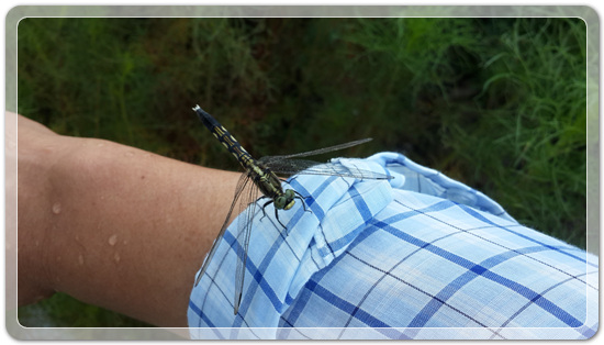 18f653dd63702647f3a44ce9fa1e1a1d_1471516