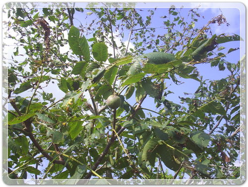 545e6d9c4d7b9bf287413c44cd22d2f7_1470008