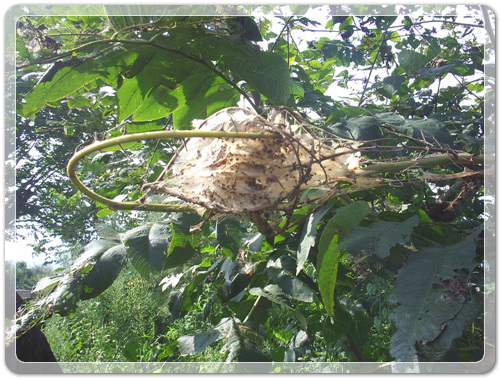 545e6d9c4d7b9bf287413c44cd22d2f7_1470008