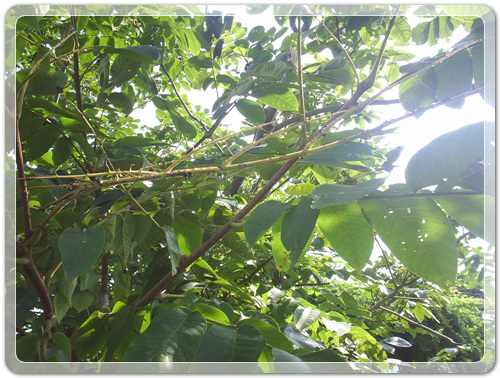 545e6d9c4d7b9bf287413c44cd22d2f7_1470008