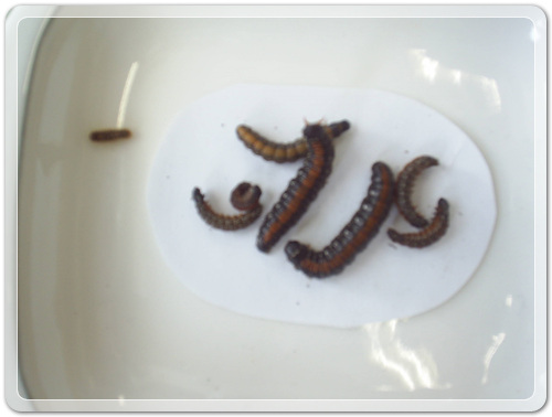 545e6d9c4d7b9bf287413c44cd22d2f7_1470008