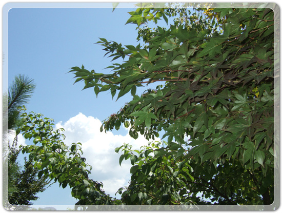 56018a96360fa1ce794dd0a207dedee5_1472130