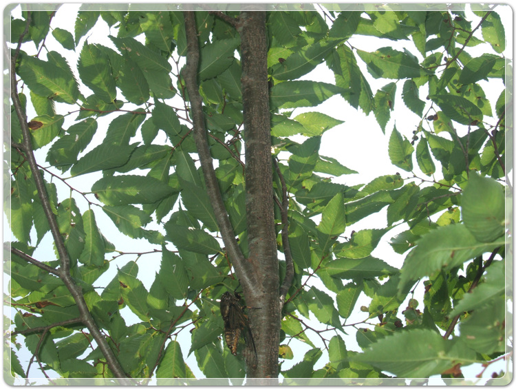 6501247d1b3c57edd626d9dea7d84d1f_1470141