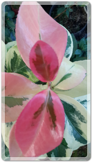 6d81804c1453dab8cd7da5e18ce43dc1_1471701