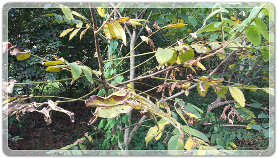 87fad546b3644605223dc1fd97104271_1471350