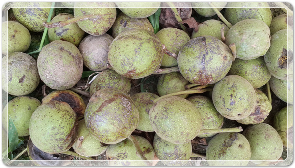 906027158da0a3ccc41168ad7efe295f_1472649