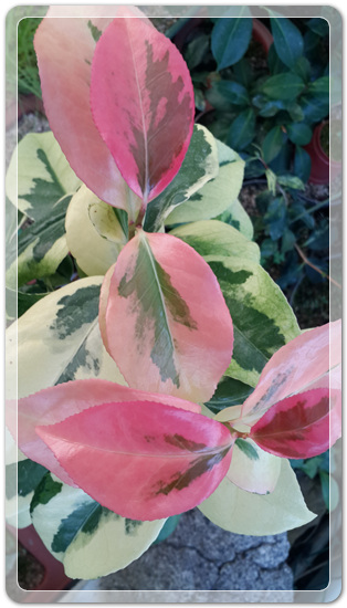 aaff3697e355286ed3a64556d4f05acd_1471736