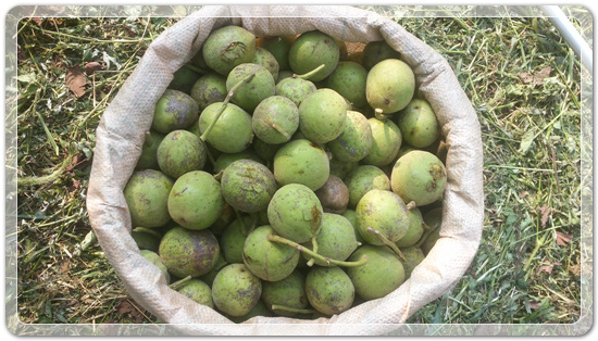 12f0211f1ed53ef359b6dbfb4b150532_1475238