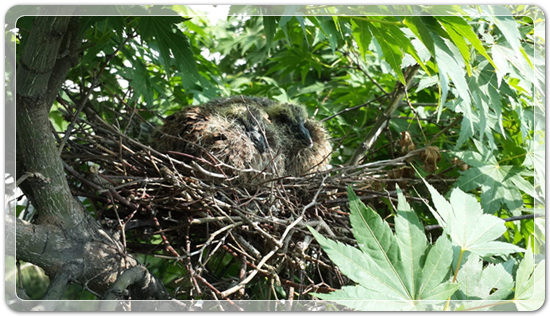 29e0309ba73133ac7a565e3bf56c8a97_1476801