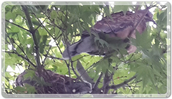 29e0309ba73133ac7a565e3bf56c8a97_1476801