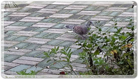 29e0309ba73133ac7a565e3bf56c8a97_1476801