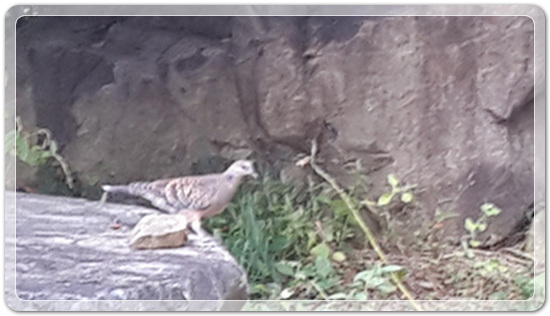 29e0309ba73133ac7a565e3bf56c8a97_1476801