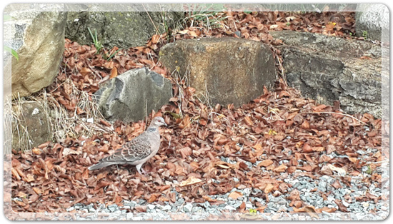 4a50e15079d8bdc337c2e445981c31c2_1476934