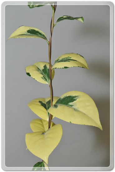 5f26c32f976a1f5ce7cf4702c88d6239_1477707