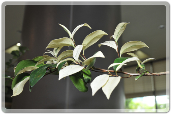 5f26c32f976a1f5ce7cf4702c88d6239_1477707