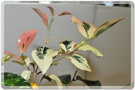 5f26c32f976a1f5ce7cf4702c88d6239_1477707