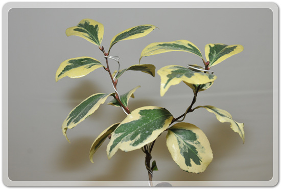 5f26c32f976a1f5ce7cf4702c88d6239_1477707