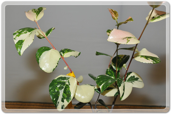 5f26c32f976a1f5ce7cf4702c88d6239_1477707