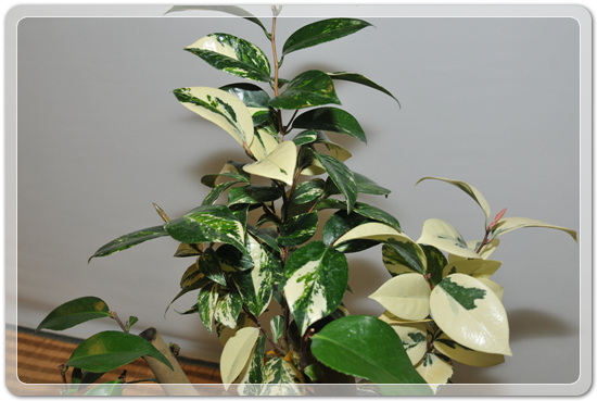 5f26c32f976a1f5ce7cf4702c88d6239_1477707