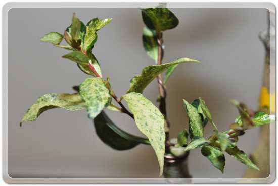 5f26c32f976a1f5ce7cf4702c88d6239_1477707