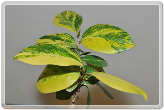 5f26c32f976a1f5ce7cf4702c88d6239_1477707