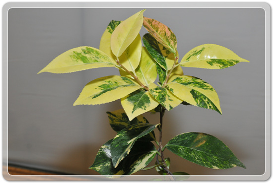 5f26c32f976a1f5ce7cf4702c88d6239_1477707